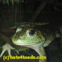 /home//u458753944/public_html/sourcegallery//Frogs/More bullfrogs/P7060244.JPG